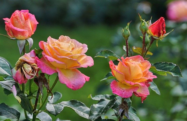 HOW TO PLANT ROSE FLOWERS AT HOME