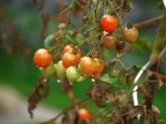 How to save an over-watered tomato plant How to save an over-watered tomato plant