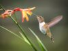 Design your own hummingbird garden Design your own hummingbird garden